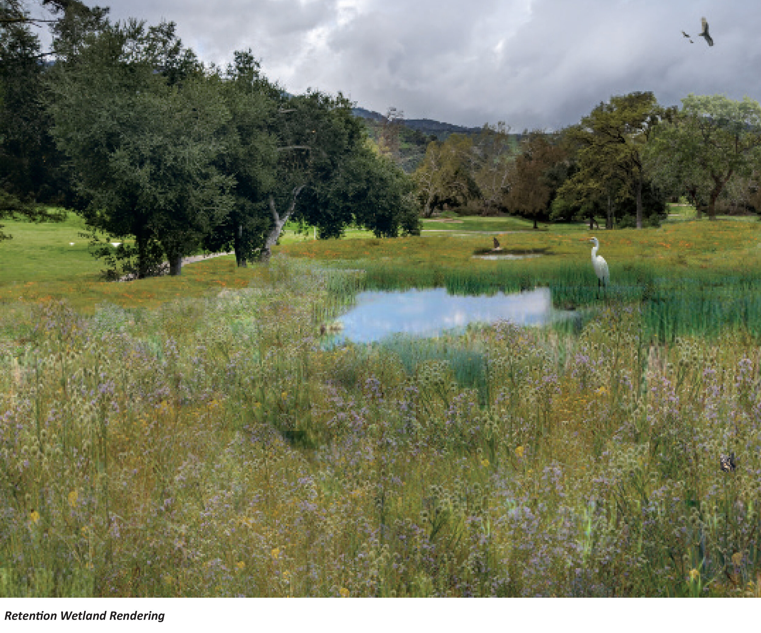 Lawn Conversion to Stormwater Wetland