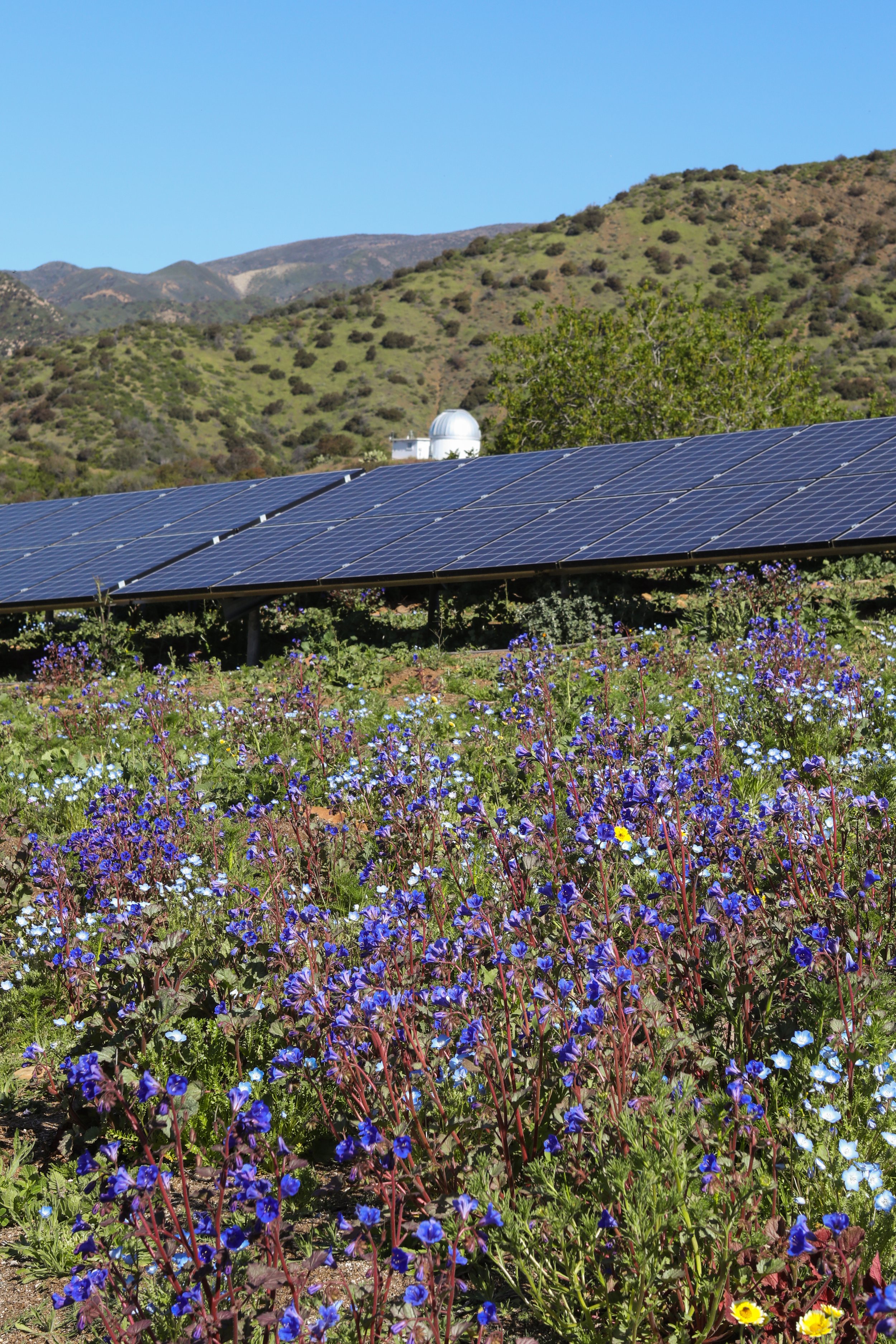 2024-04-09 Bee Survey Solar Array-106.jpg