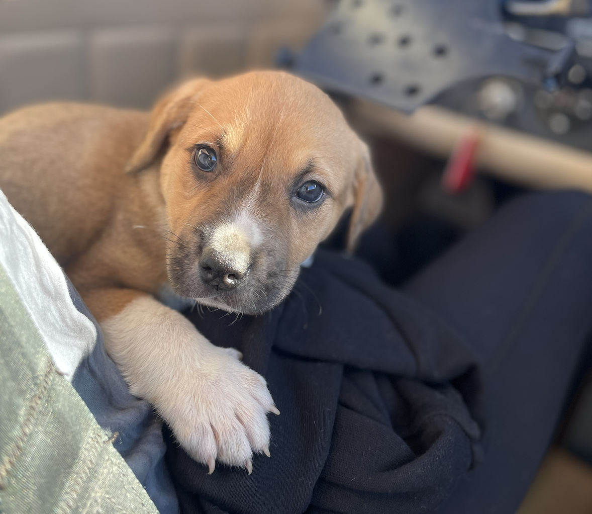 Boxer Beagle Pitbull Mix Pitbull Mix Blue Tick Boxer Mix Bluetick