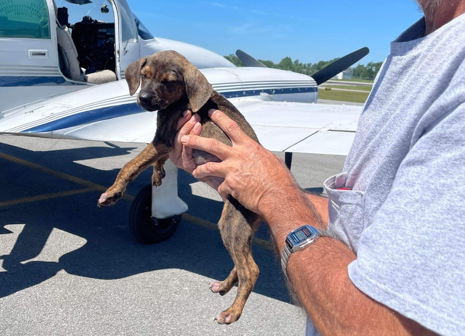 32 Dogs Rescued from the Kentucky Floods — Amelia Air