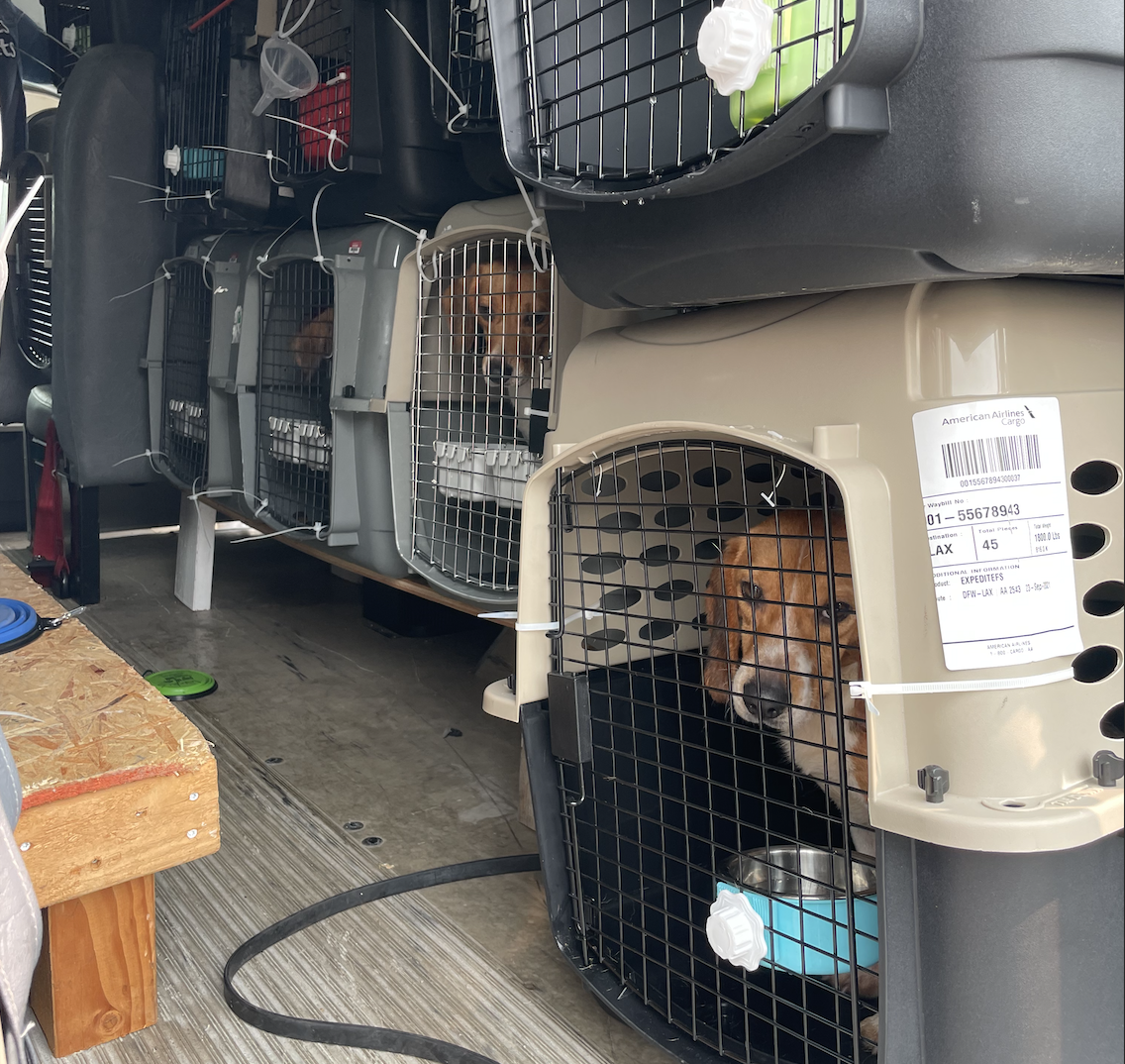 Pet Friendly American Airlines Shipping Pets American Airlines Pet