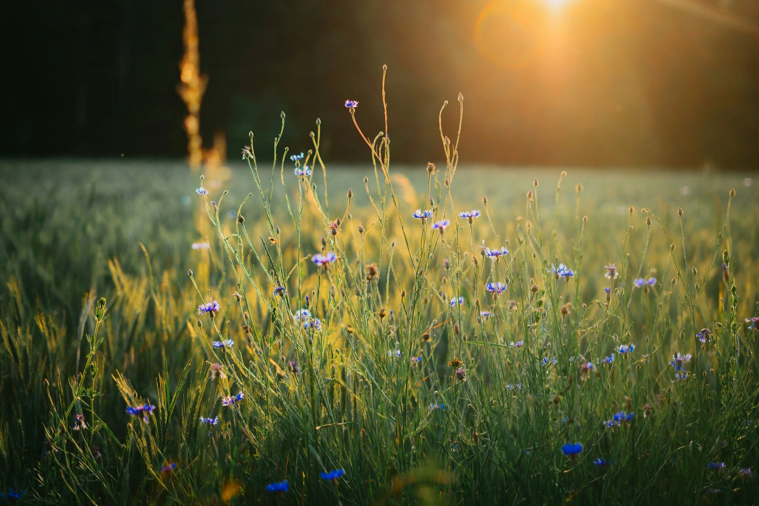 calm field of flowers