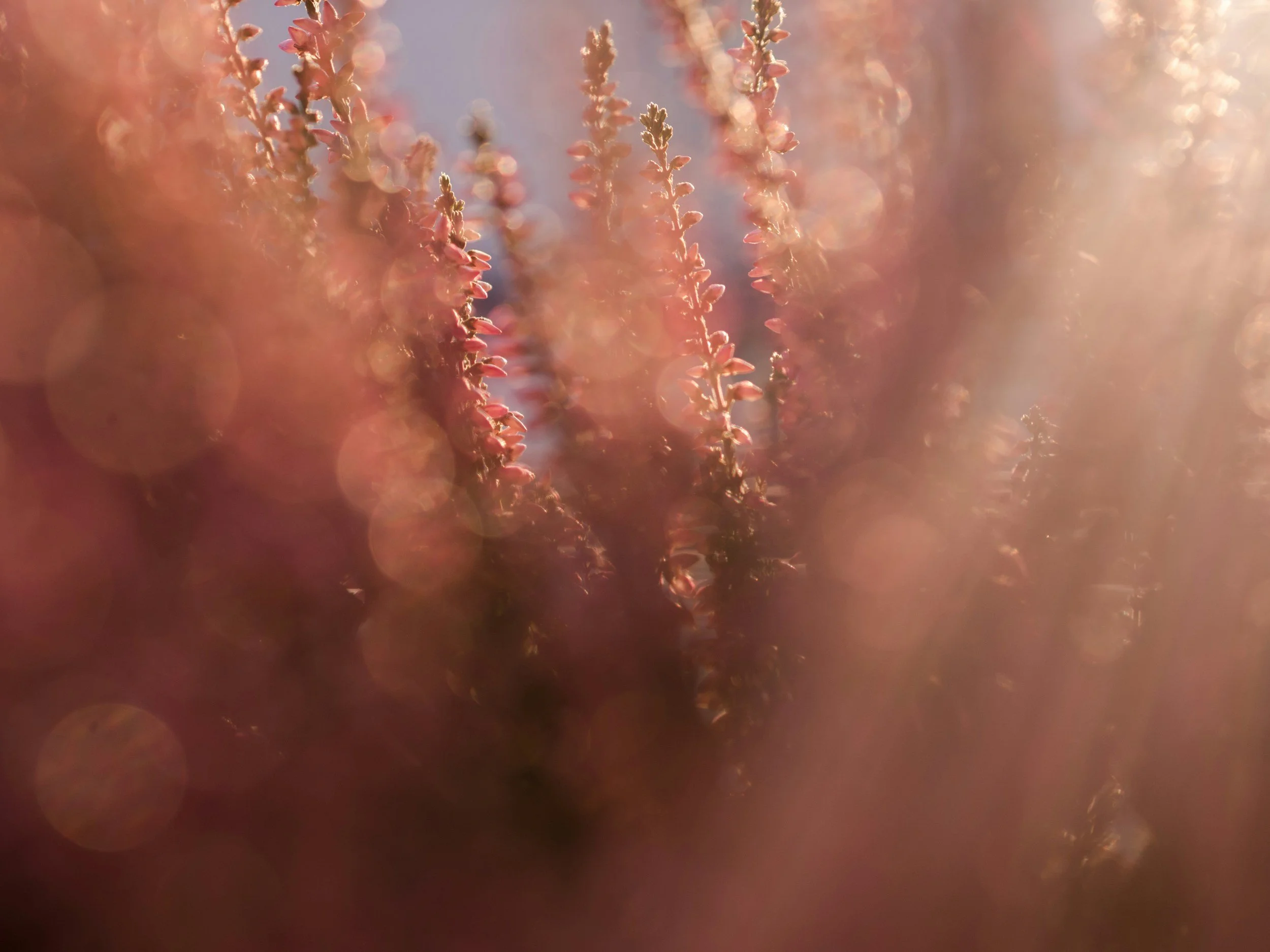beautiful pink field of flowers