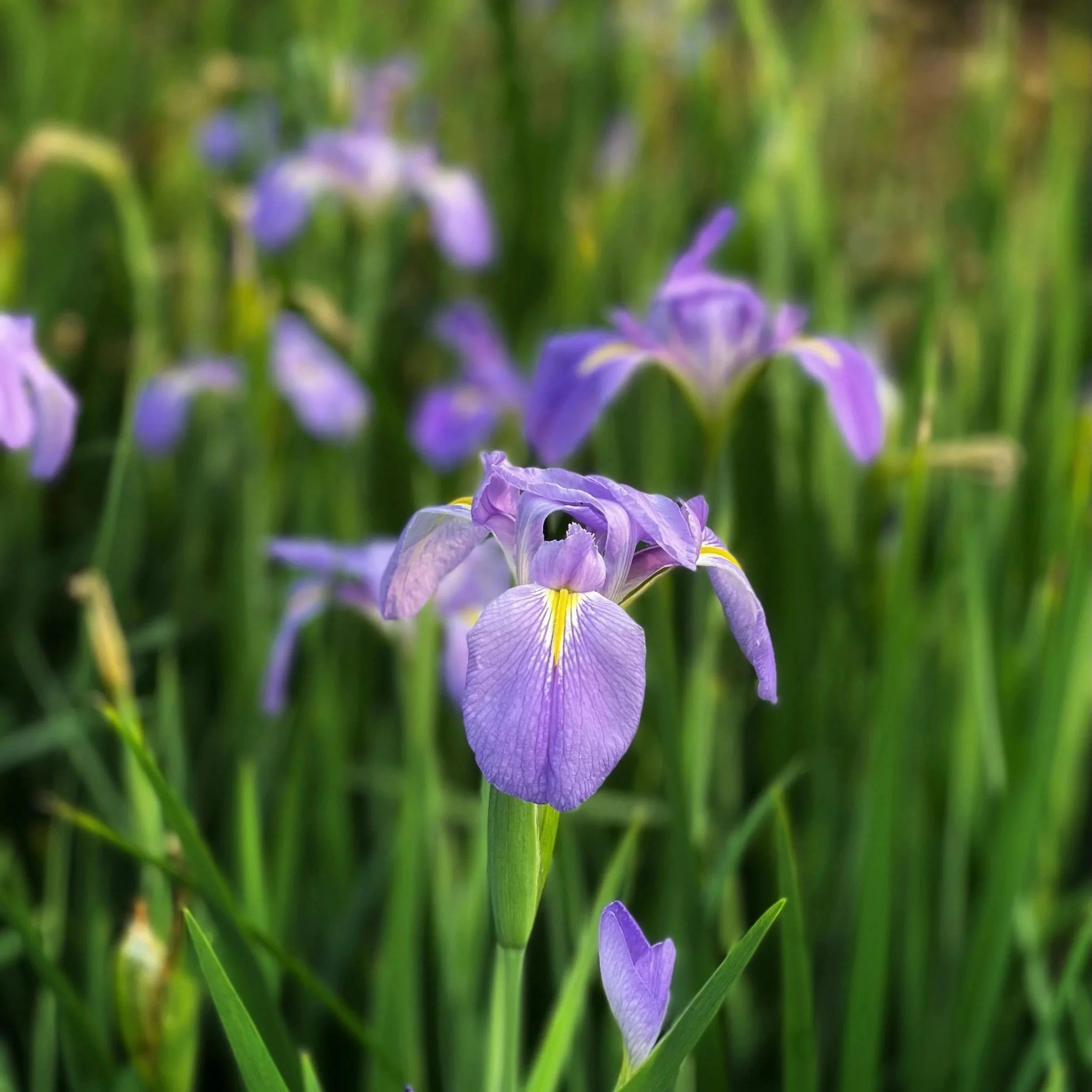 Iris flower representing hope for betrayed spouses, women recovering from infidelity.