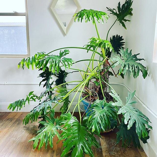 We love to stage with plants! 🌱 since they can&rsquo;t be cared for we use faux ones in stagings. But we ❤️ our real vintage philodendron plant in our office. (My mother purchased it in the late 1950&rsquo;s!) Follow us! ⚜️ @columbus_home_staging 
#