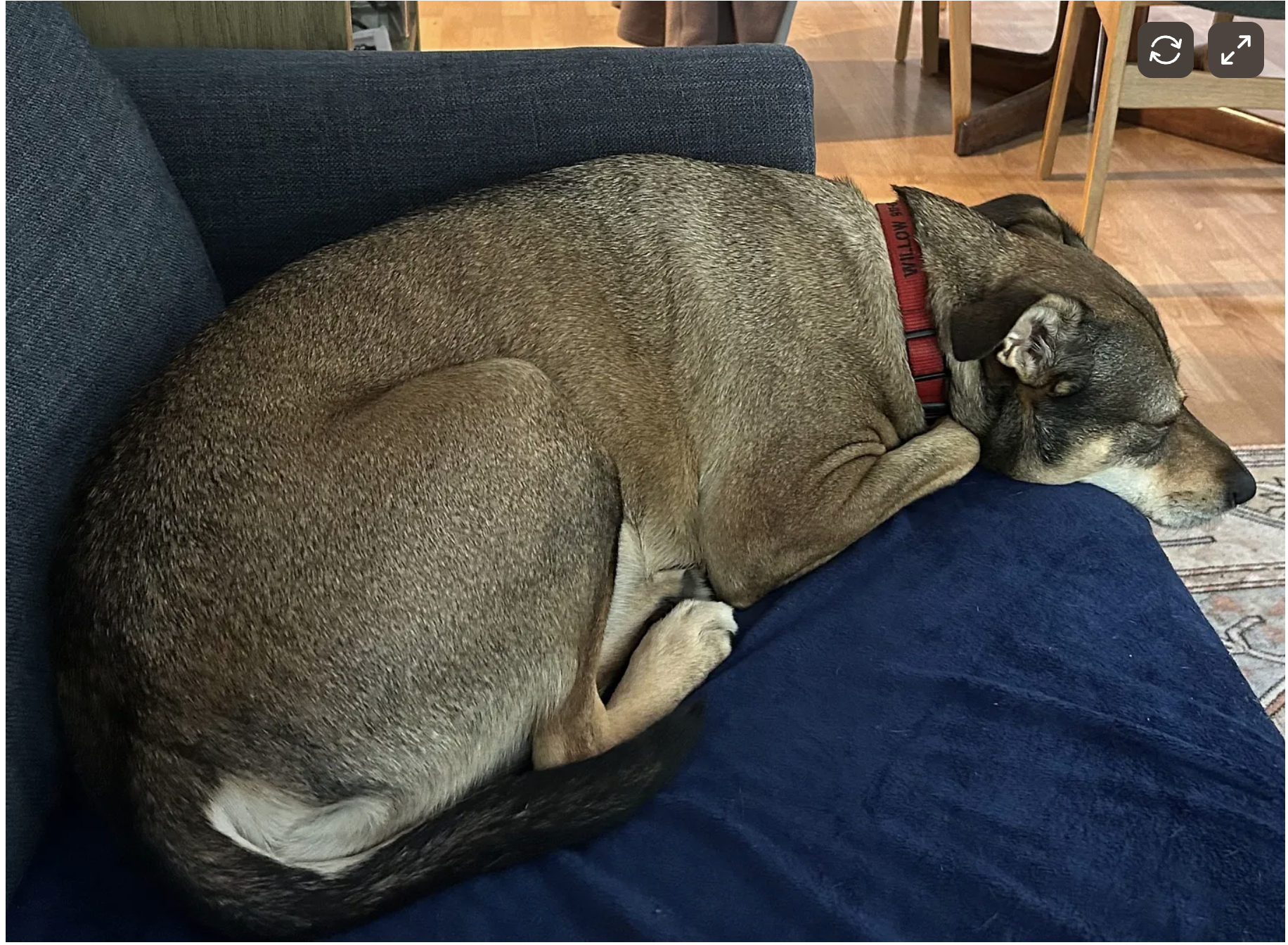 Sitting on the Couch with Willow: And Turning 55 on Sunday