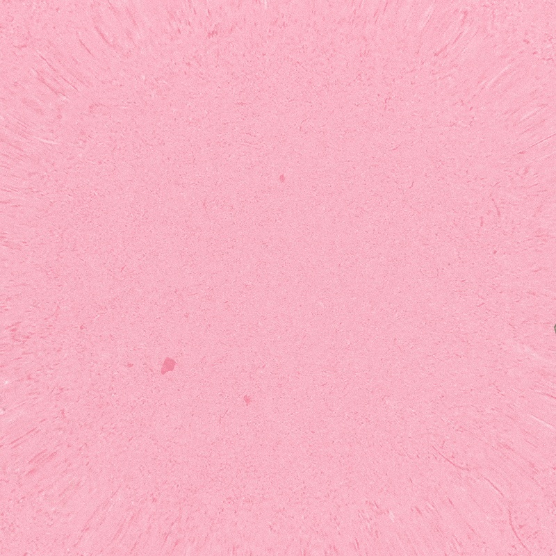 Champagne Merch Square.gif