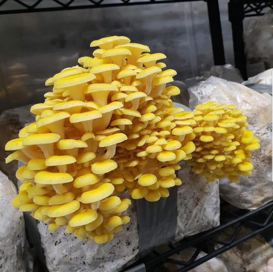 The Advantages of Buying Canadian Mycology Supplies Online