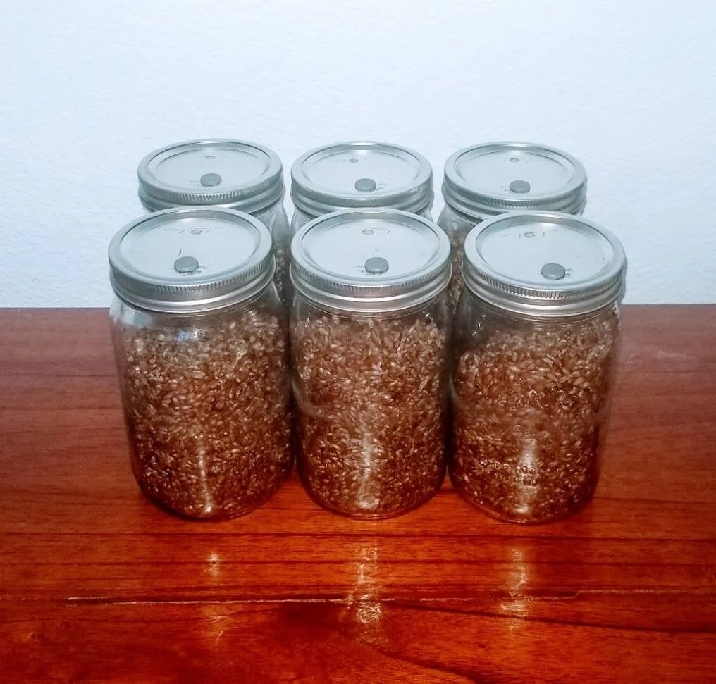 Sterilized Hydrated Grain Rye Quart Jars with SelfHealing