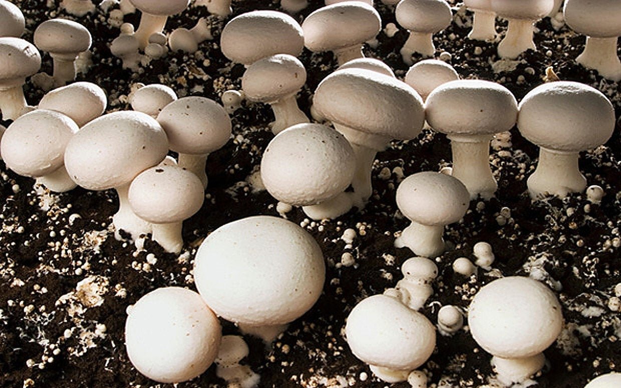 White Button Mushroom Spawn — Welcome