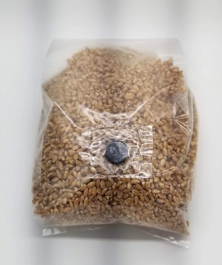 Sterilized Hydrated Grain - Rye - Quart Jars with Self-Healing ...