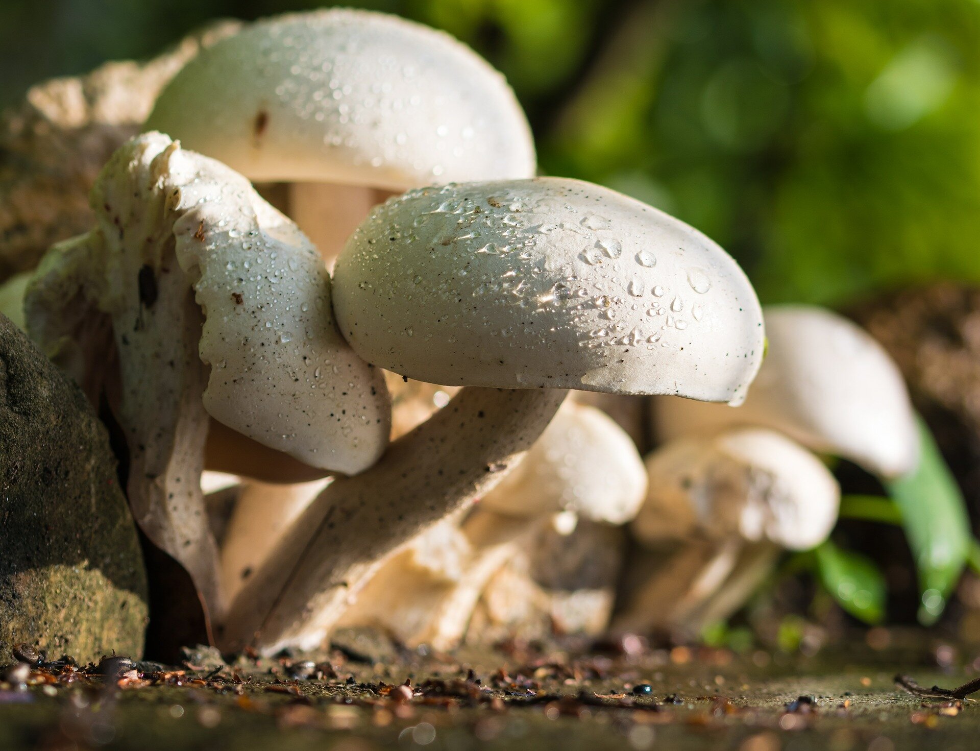 21 Best Benefits Of Mushrooms For Skin, Hair, And Health — Welcome