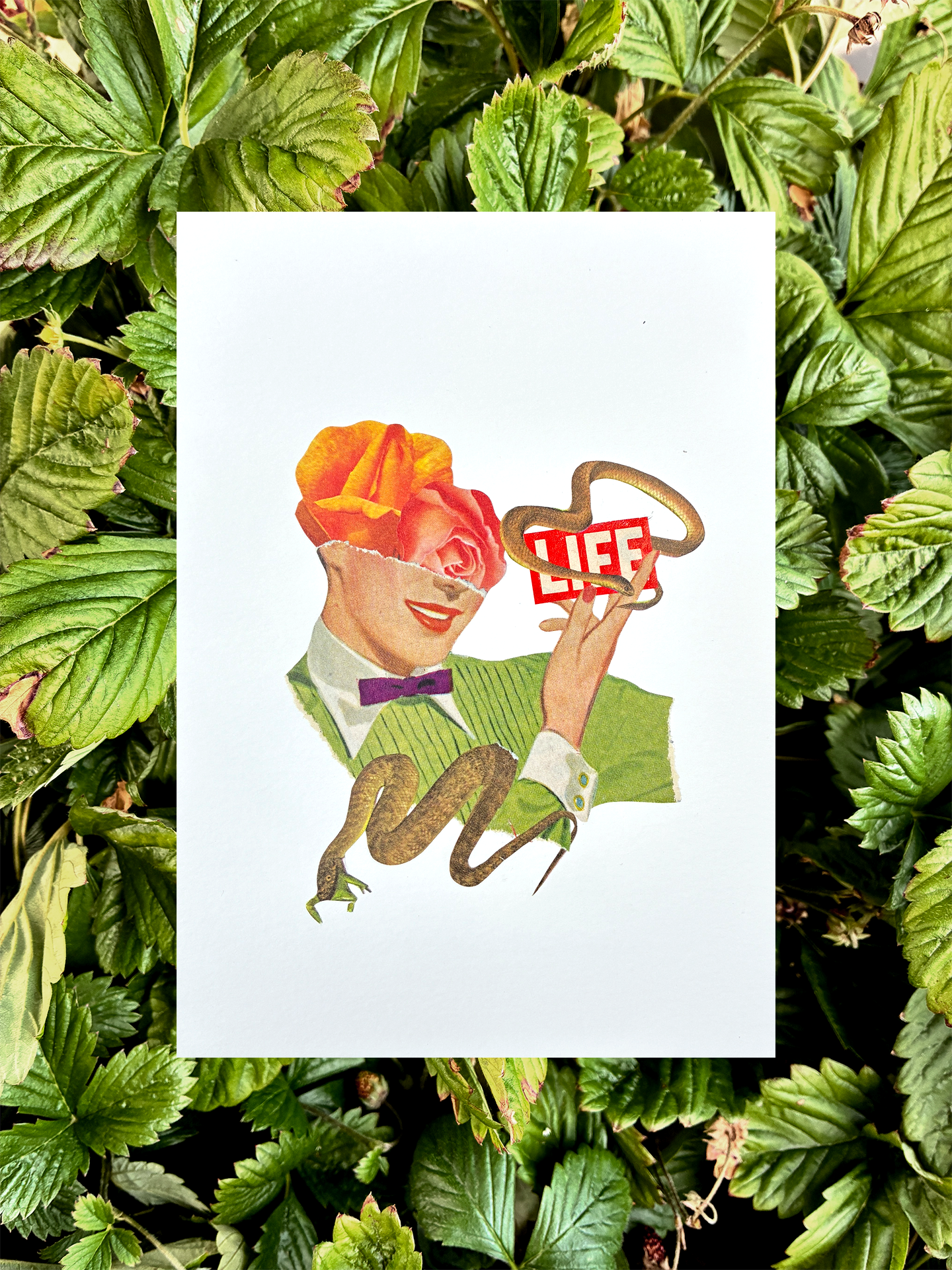 44Bday-LifeSnakeFrog.png