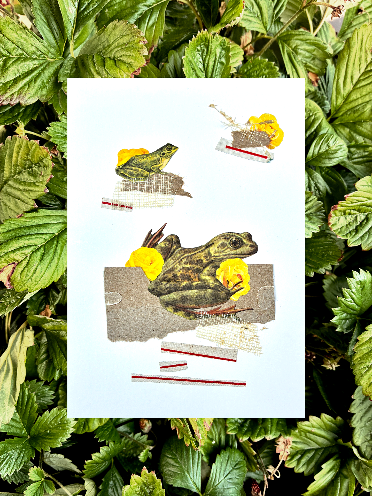 44Bday-frogs.png