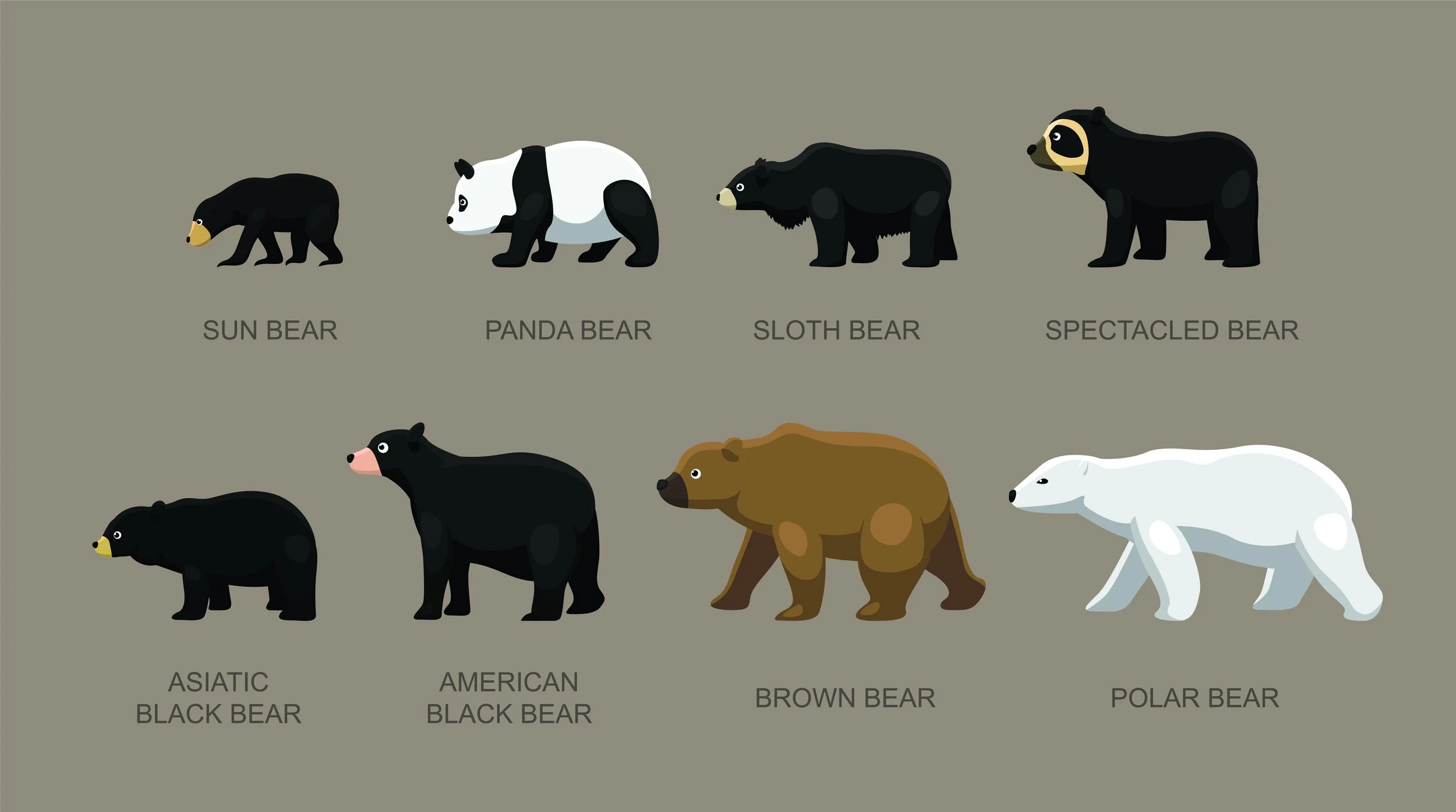 Bears: An Overview — Hanes Landing