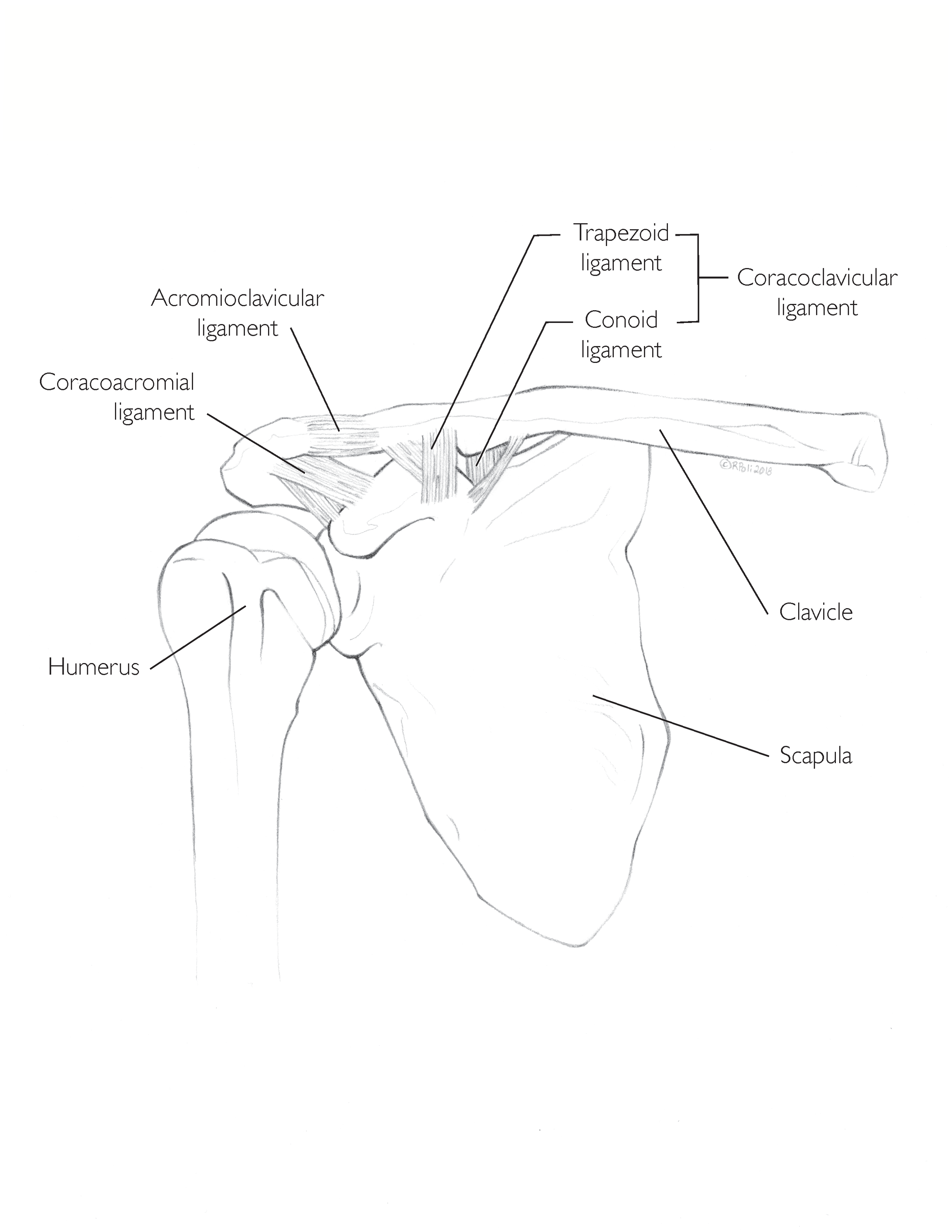 Shoulder Illustrations