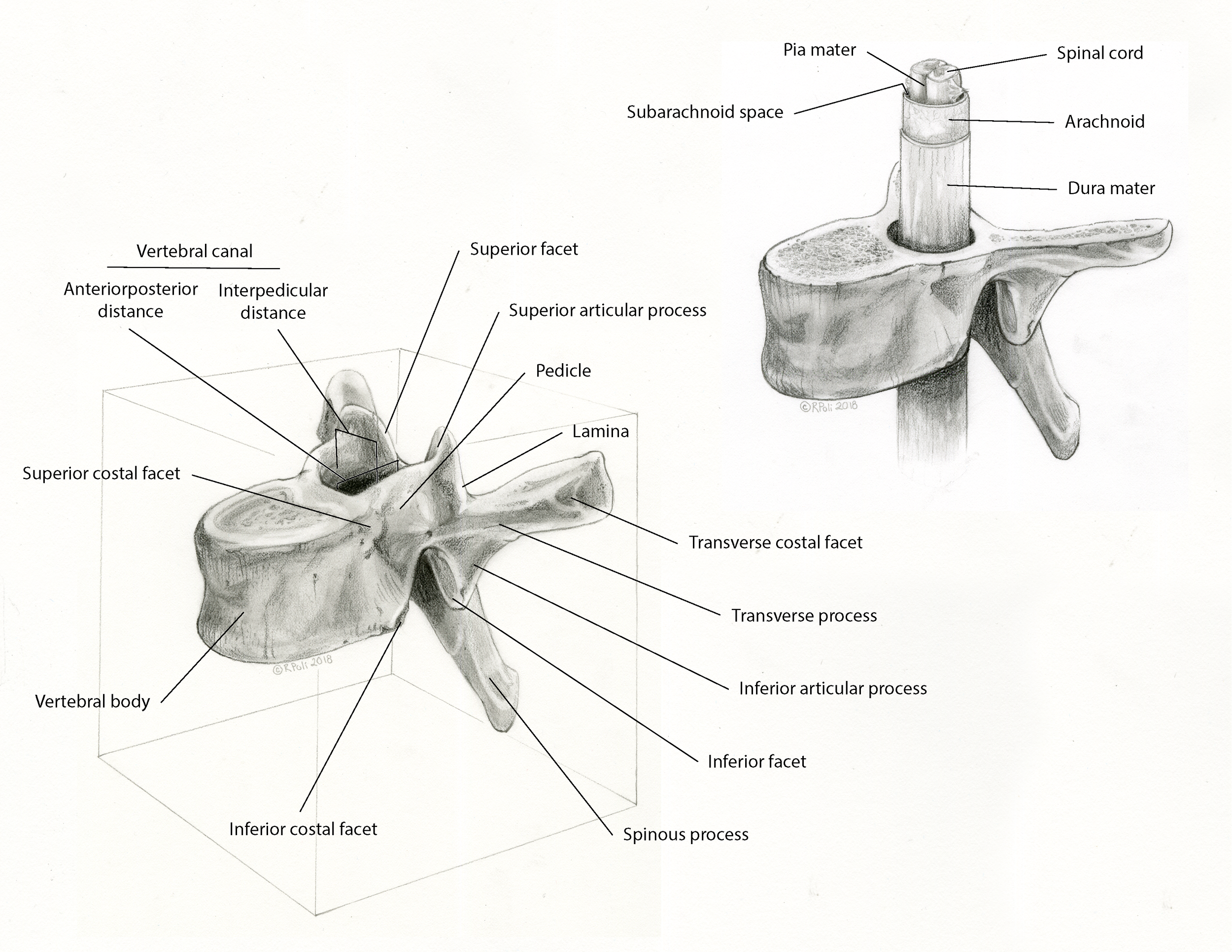 Thoracic Vertebra in Perspective