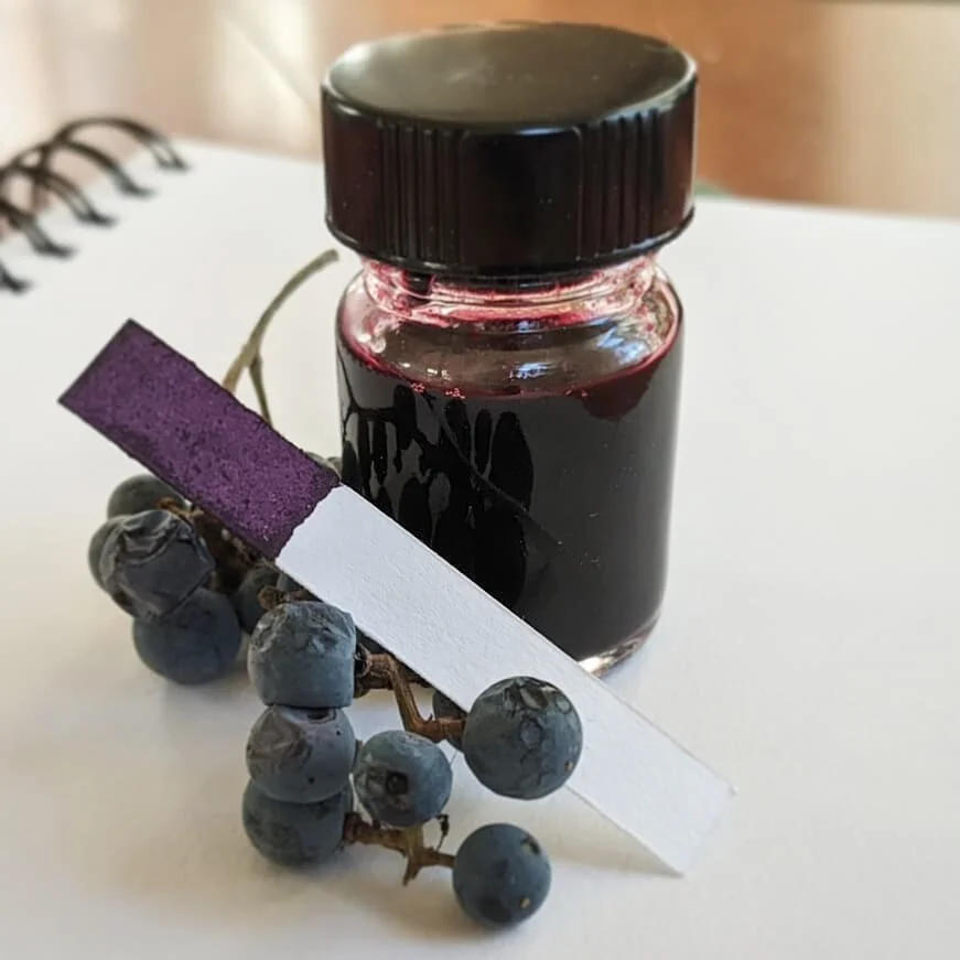 Made some ink today! While on a walk with Lulu I noticed that my neighbors had wild grapes growing on their fence&ndash;which is perfect for purple ink. I think they are Riverbank grapes, not the fox grapes that my ink making book calls for.

The res