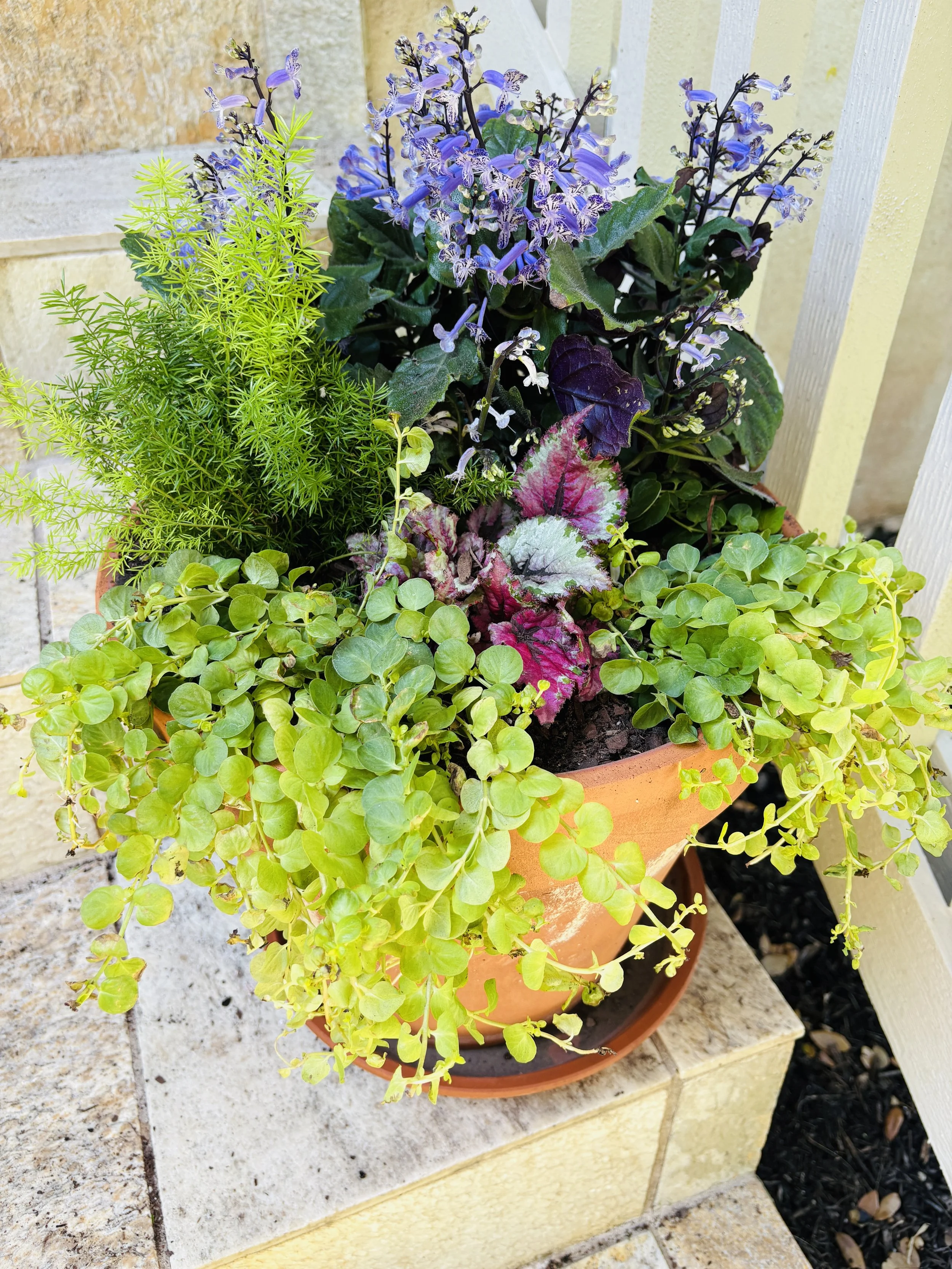 Large Planter Arrangement