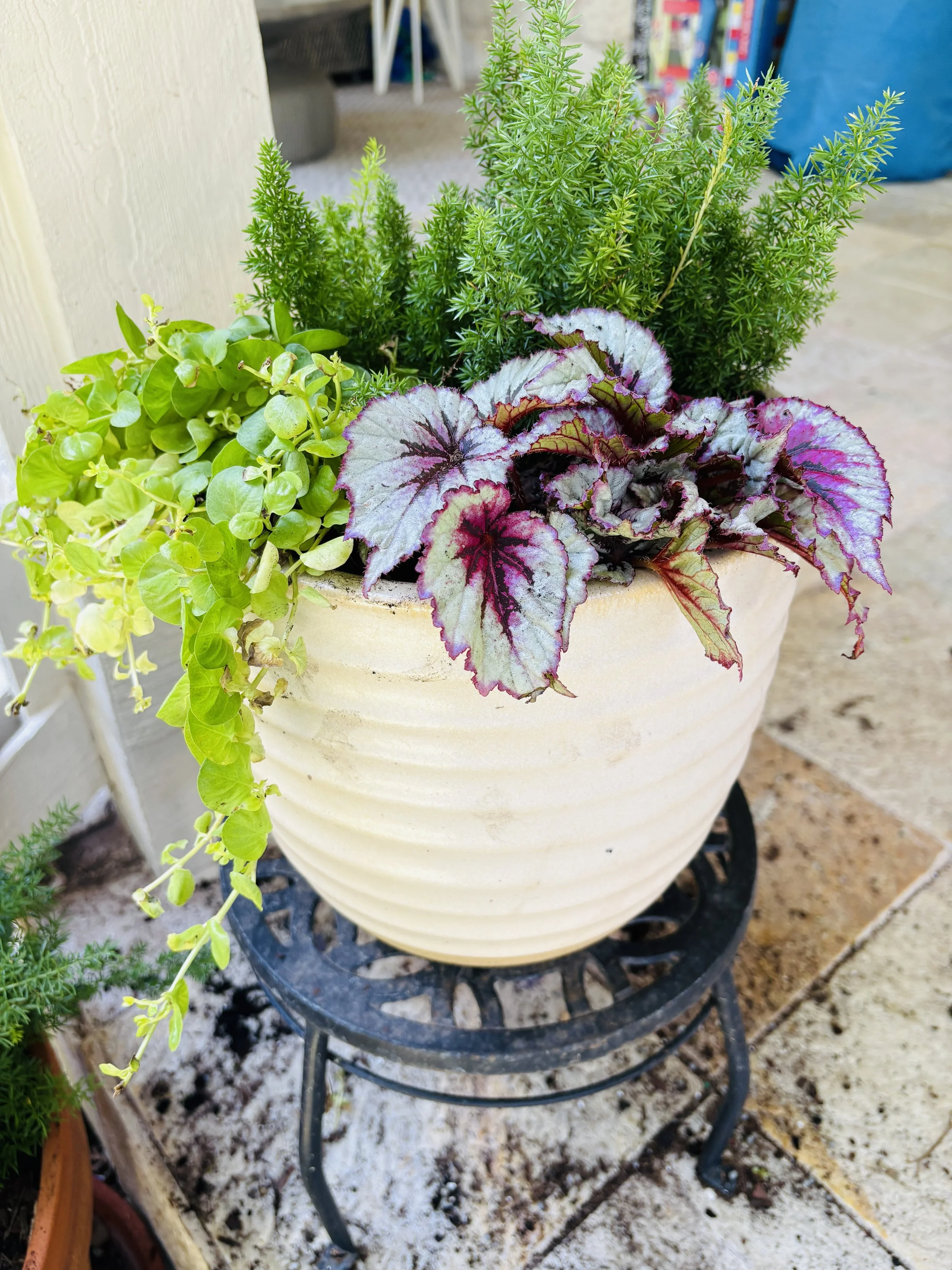 Medium Planter Arrangement