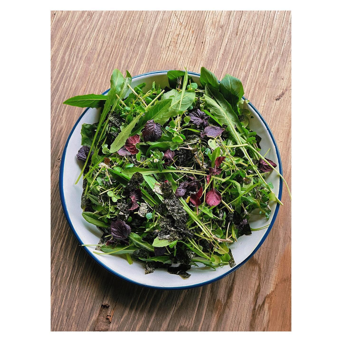 Chicory, watercress and shiso leaves from the hydroponics, with a mirin/rice vinegar dressing, nori and unhulled black sesame seeds