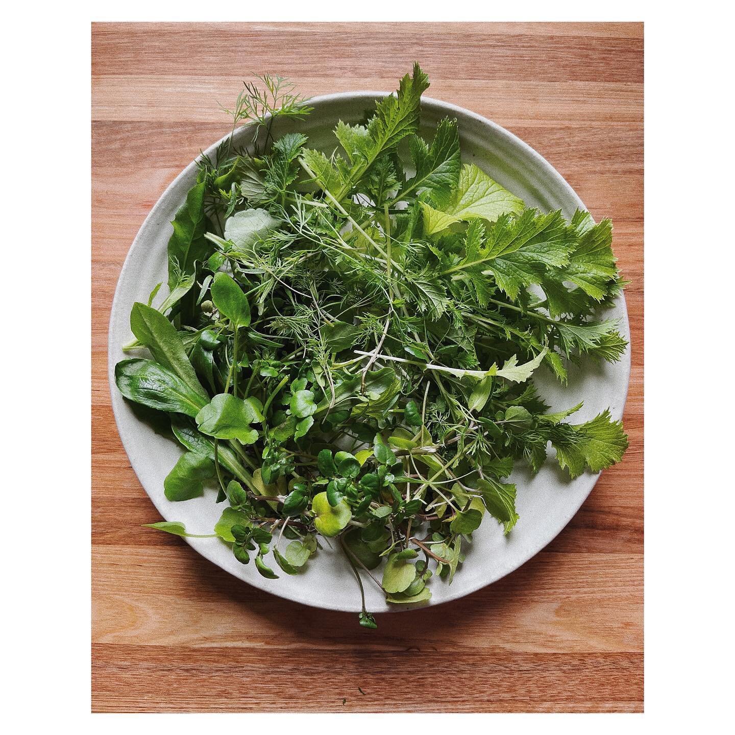 First lunch harvest from my small hydroponic set up. A mix of mizuna, chicory, m&acirc;che, watercress and dill. Perfectly paired with goats cheese, figs and evoo from @murrnongfarm