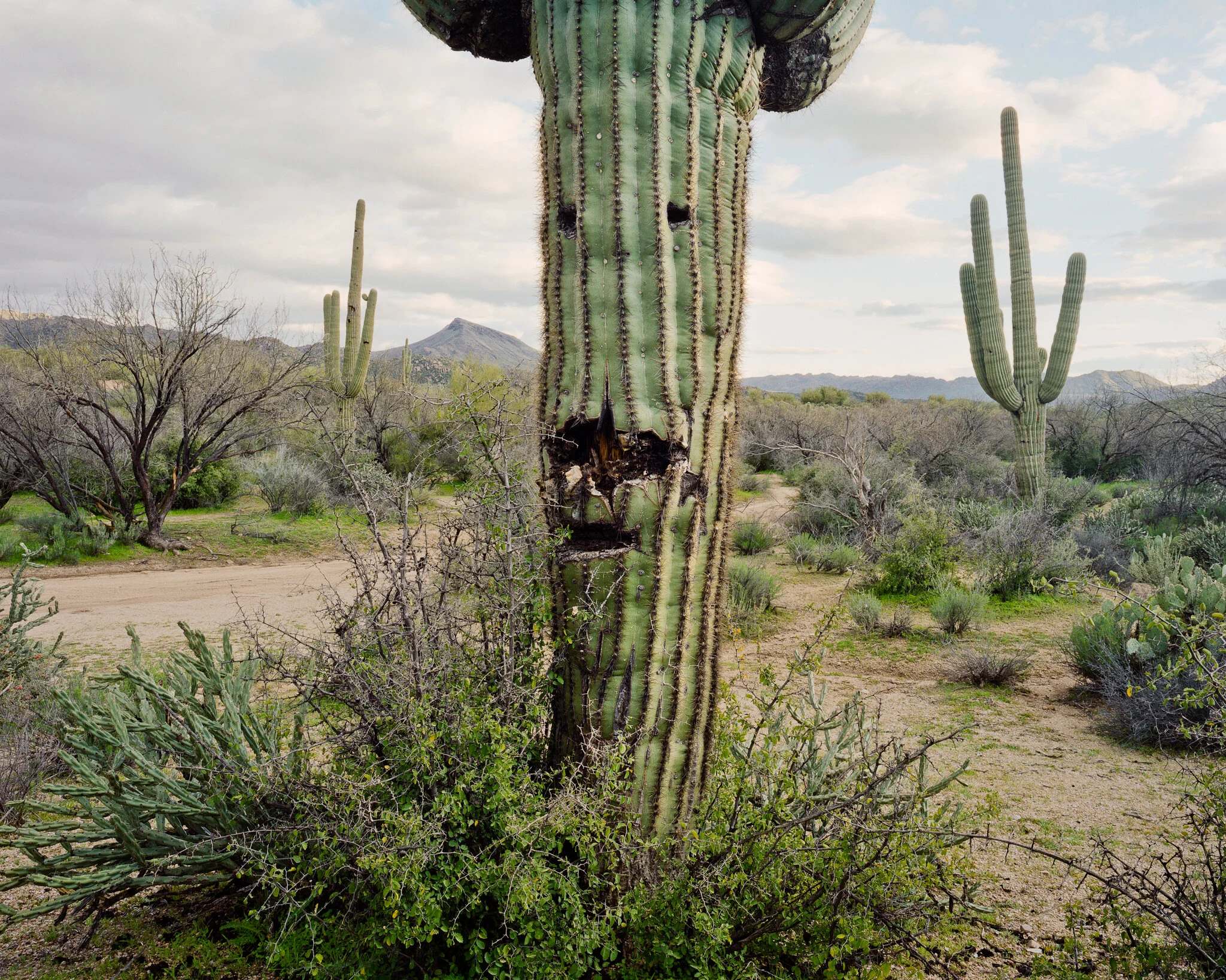 smile_saguaro.JPG