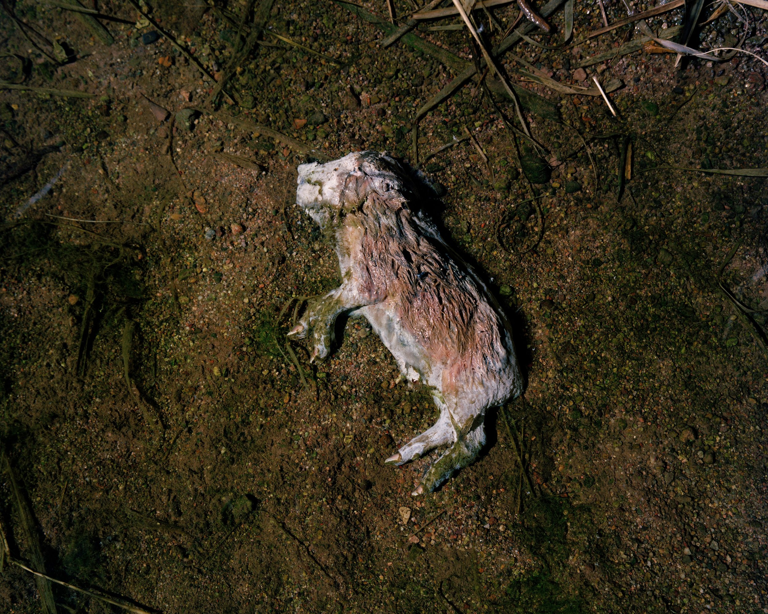 Deceased Peccary Javelina submerged in the Santa Cruz River, AZ