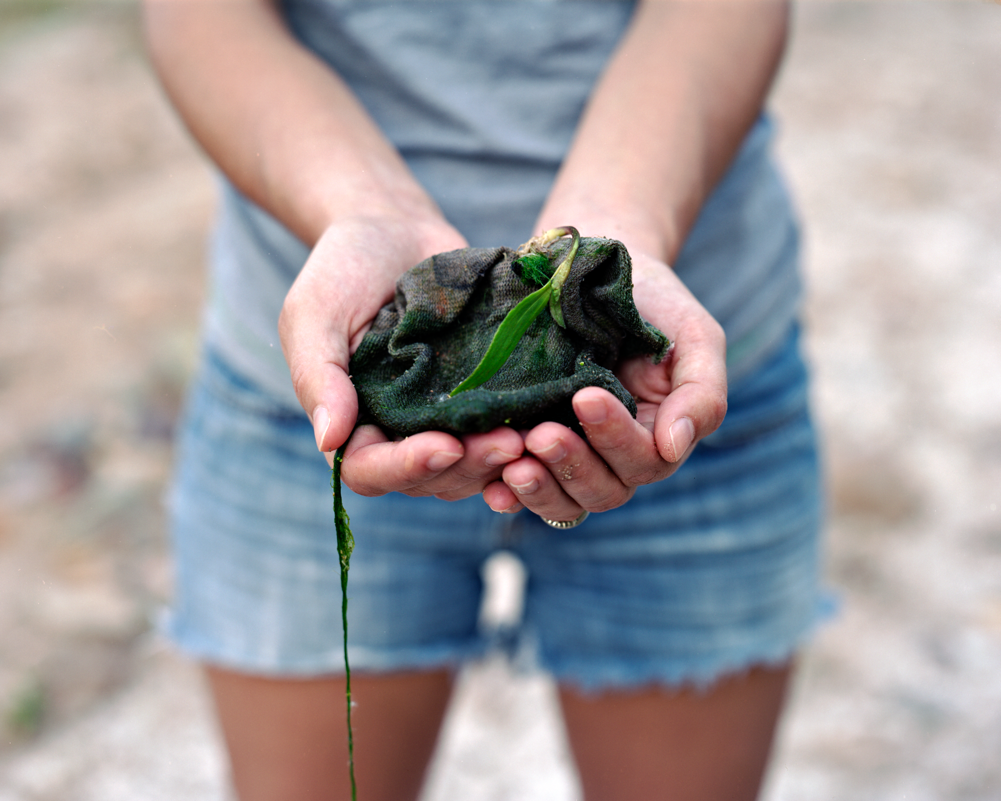 A plant grows from a discarded migrant sock found submerged in the Santa Cruz River, AZ