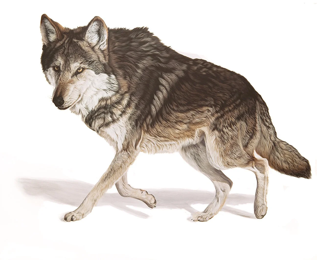 Through The Eyes of a Mexican Gray Wolf