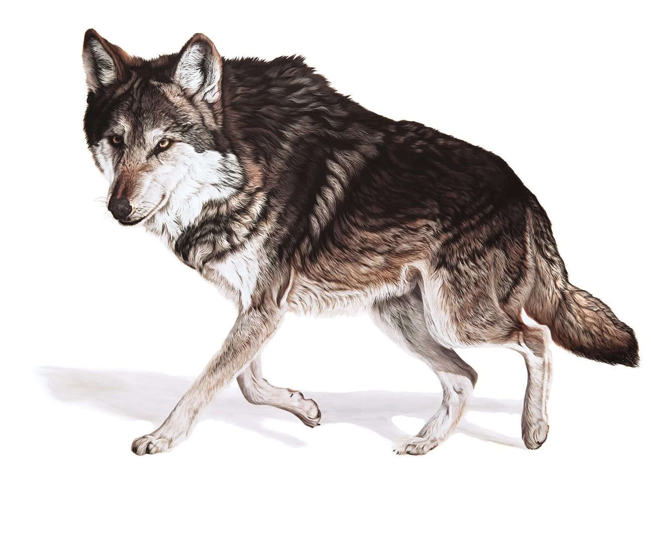 Lobo-a-2.jpg