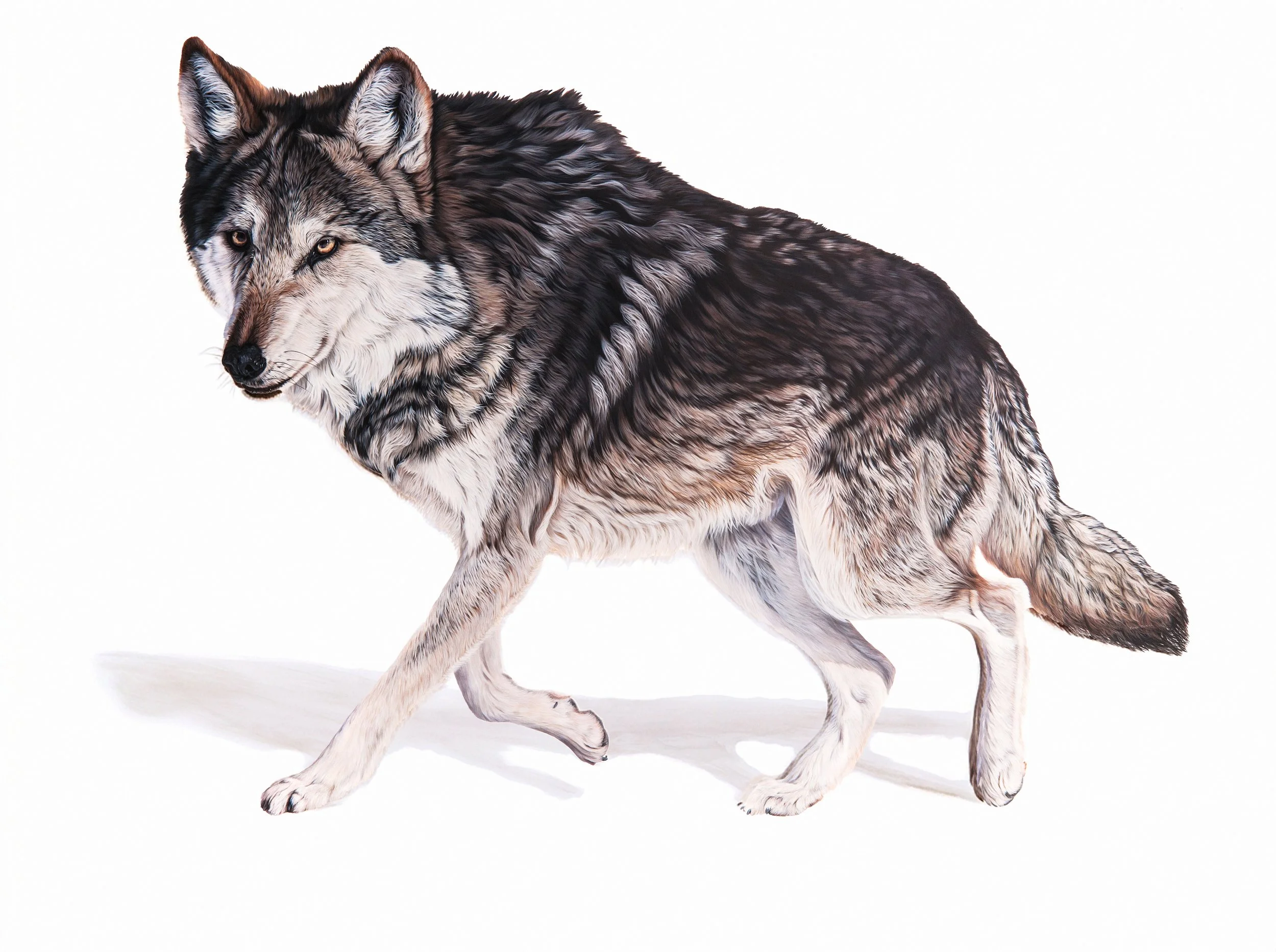 Through The Eyes of a Mexican Grey Wolf, 2019