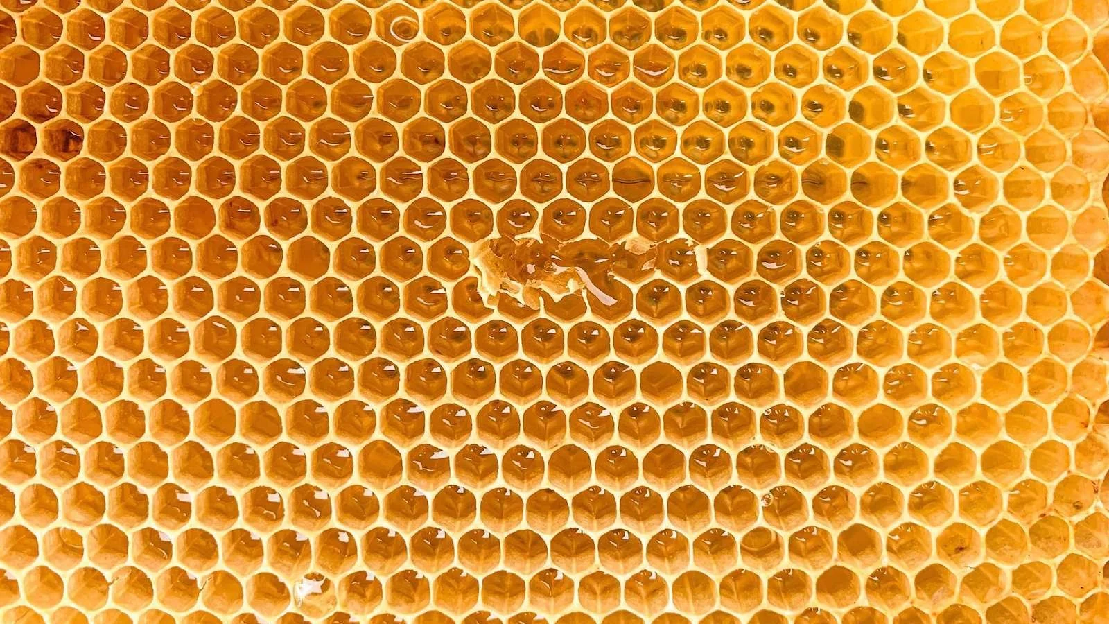 Benefits of Beeswax For Your Lips Liip