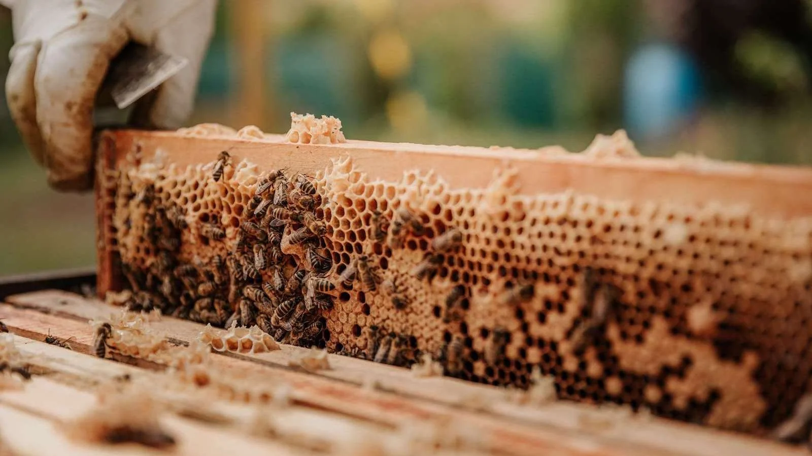 Benefits of Beeswax For Your Lips Liip