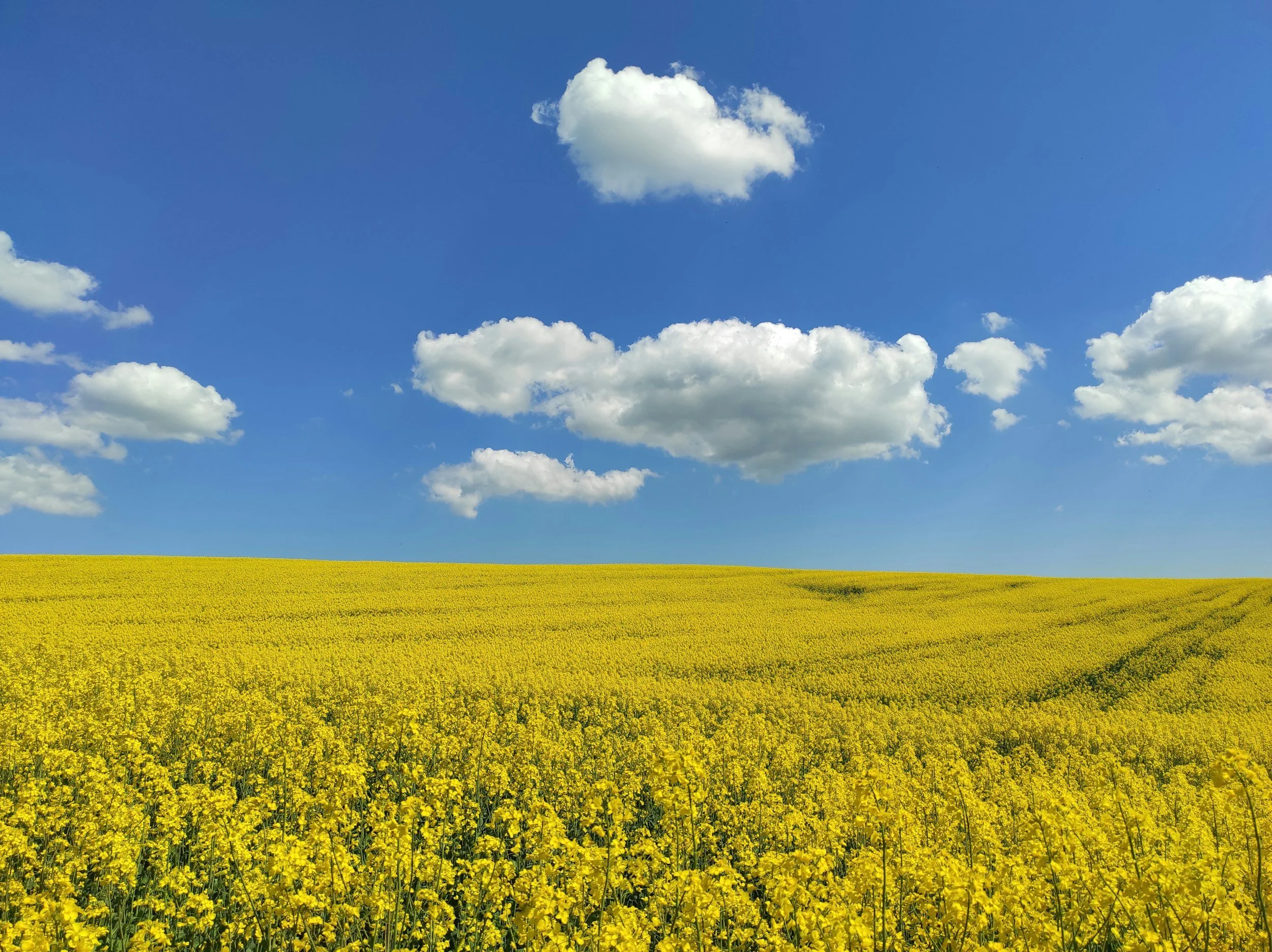 Walking Between Worlds — Continuing a Pregnancy After a Life-Limiting Diagnosis
