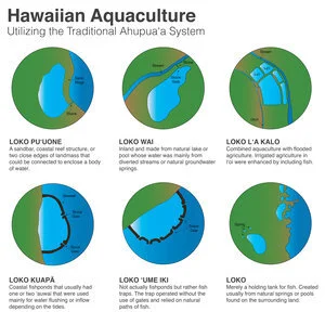 FISH PRODUCTION IN HAWAI‘Iby Mason ChowSustainable fishing and farming strategies for local consumers and producers.