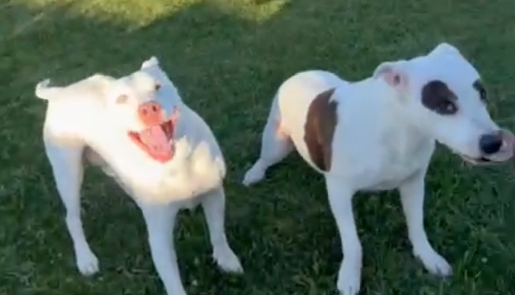 Image of two dogs, one of which had a tumor removed thanks to teh help of Hand & Paw's Nilla's Grant Program.