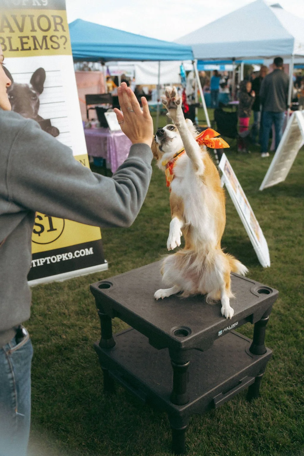 handandpawpetfair2025(17of150).jpg