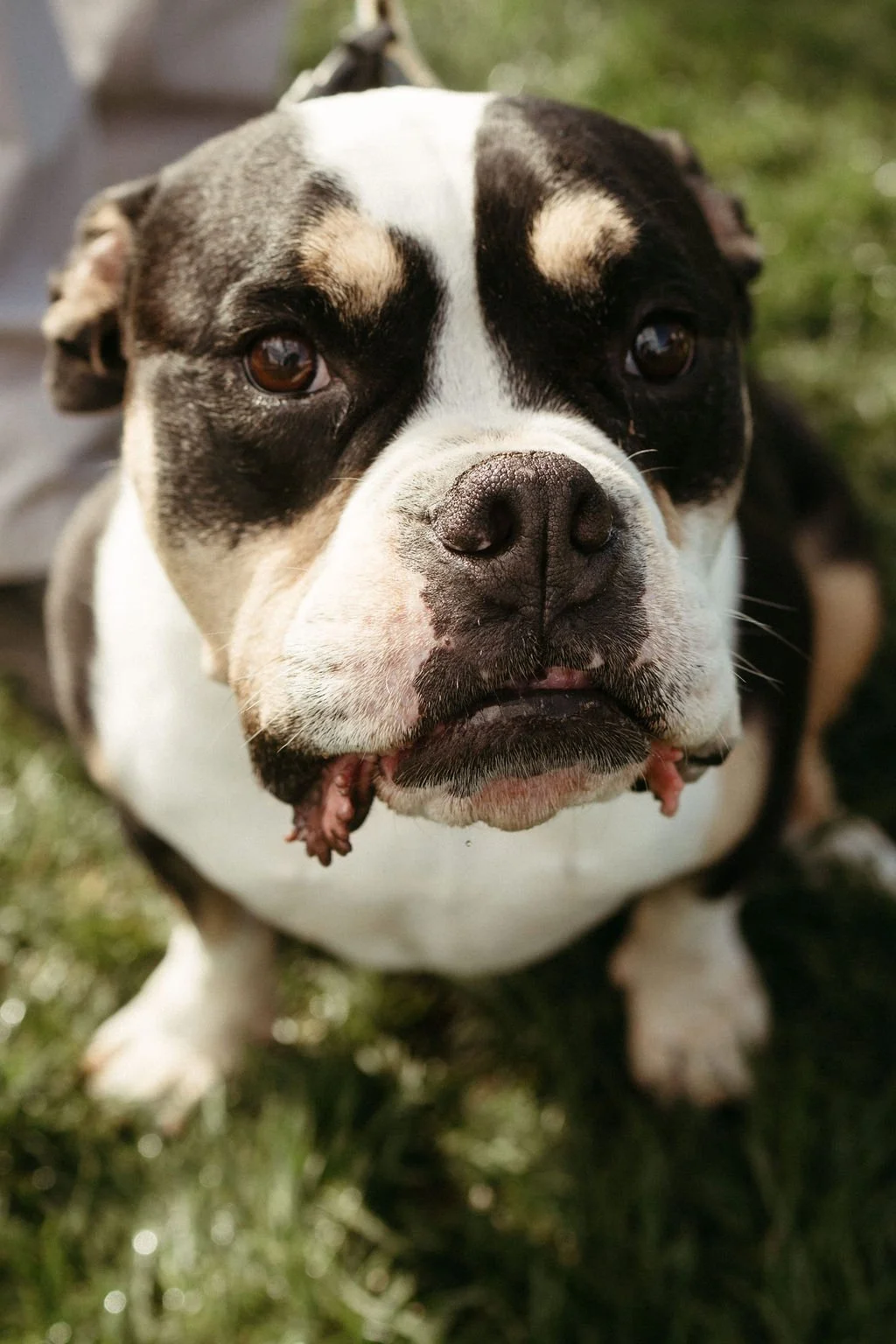 handandpawpetfair2025(46of150).jpg