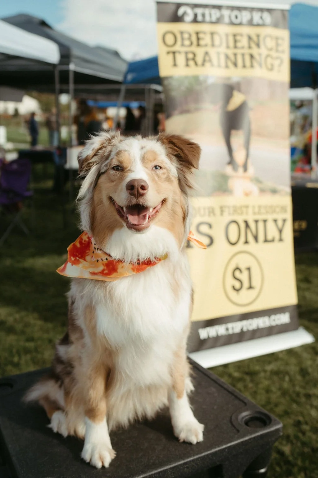 handandpawpetfair2025(9of150).jpg