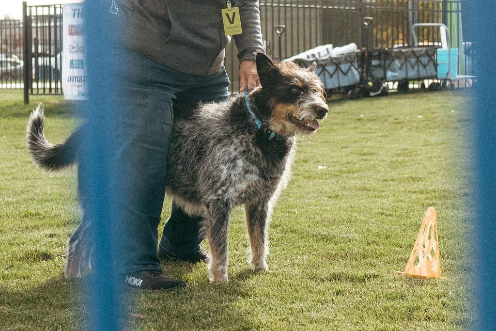 handandpawpetfair2025(39of150).jpg