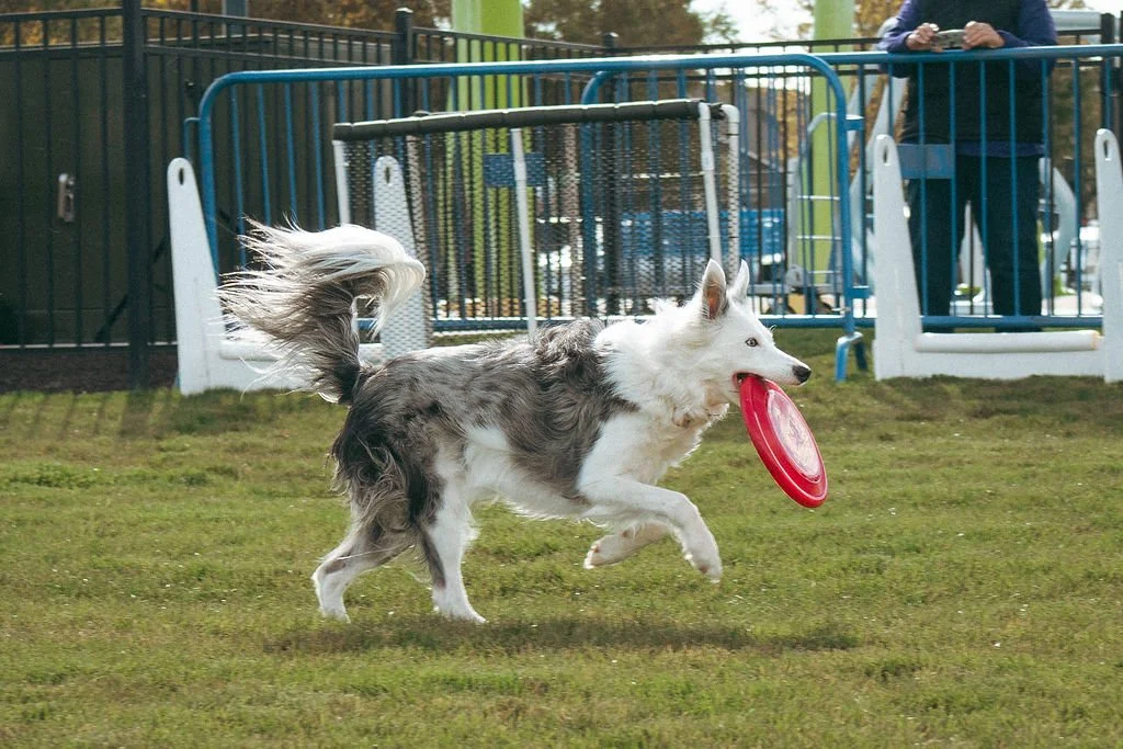 happetfair2026(58of161).jpg