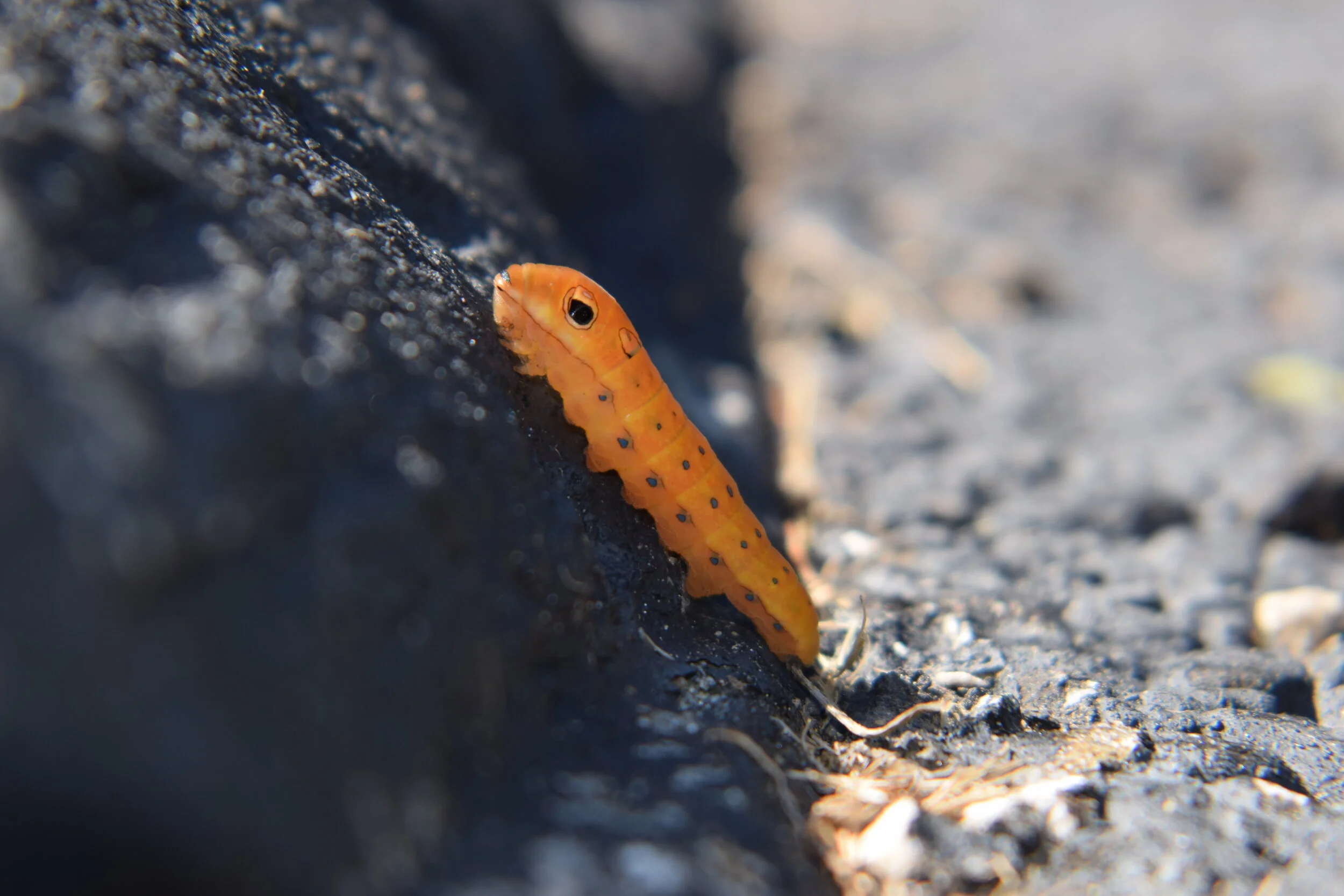 DSC_0127.JPG