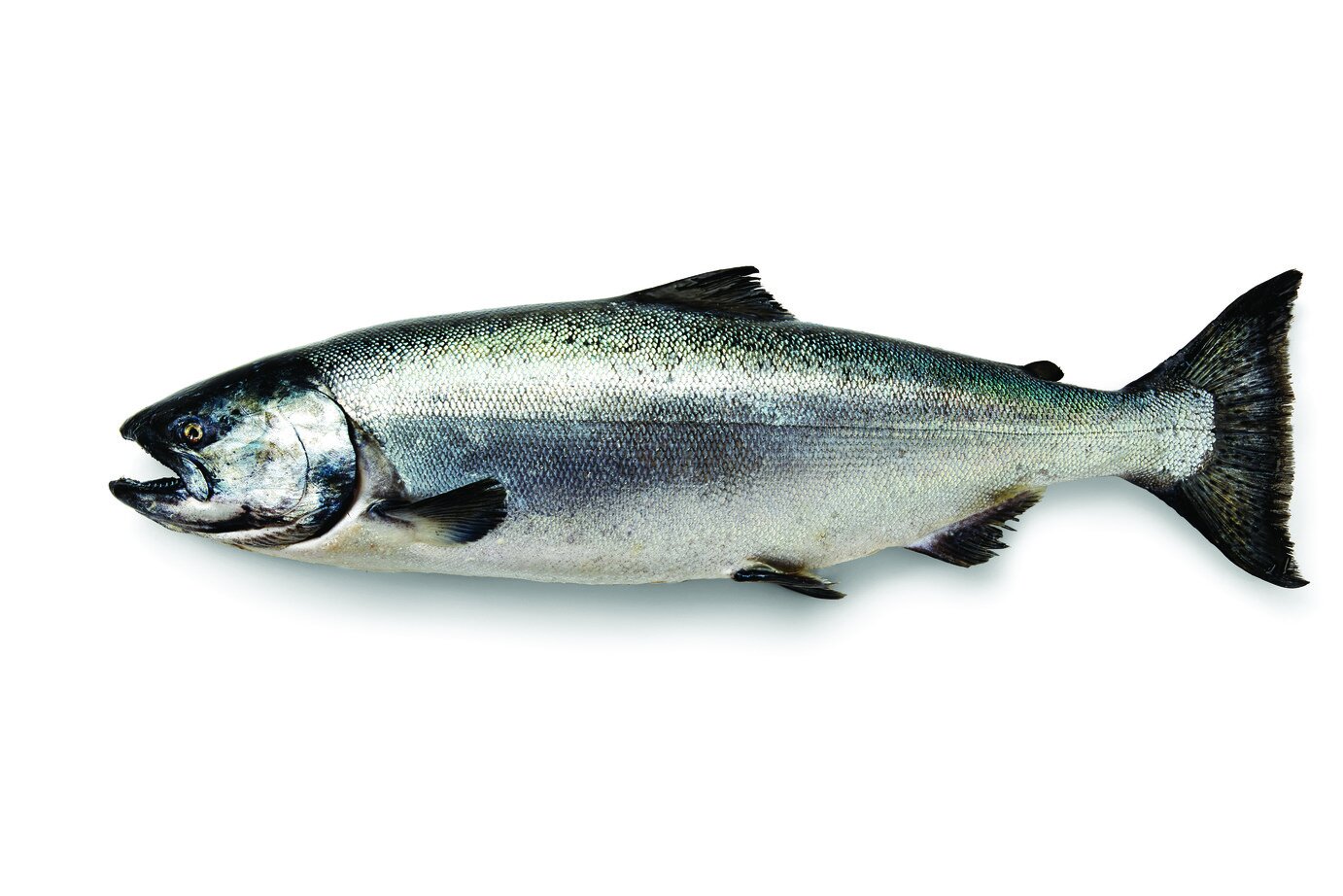 King Salmon vs Sockeye Salmon — Shoreline Wild Salmon