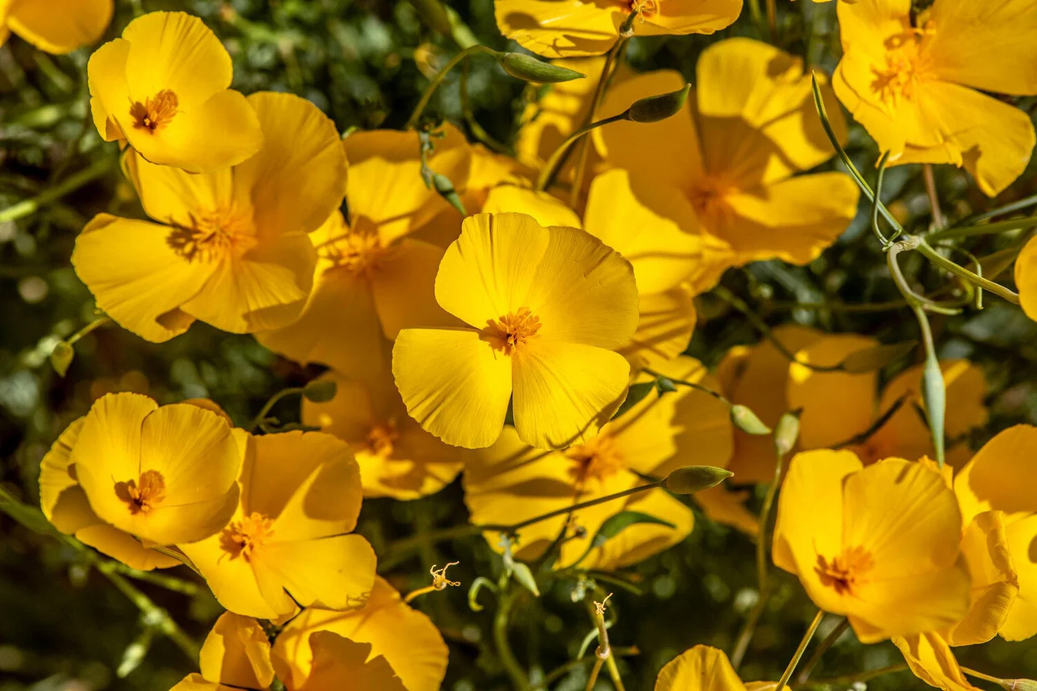 44desert-flowers.jpg