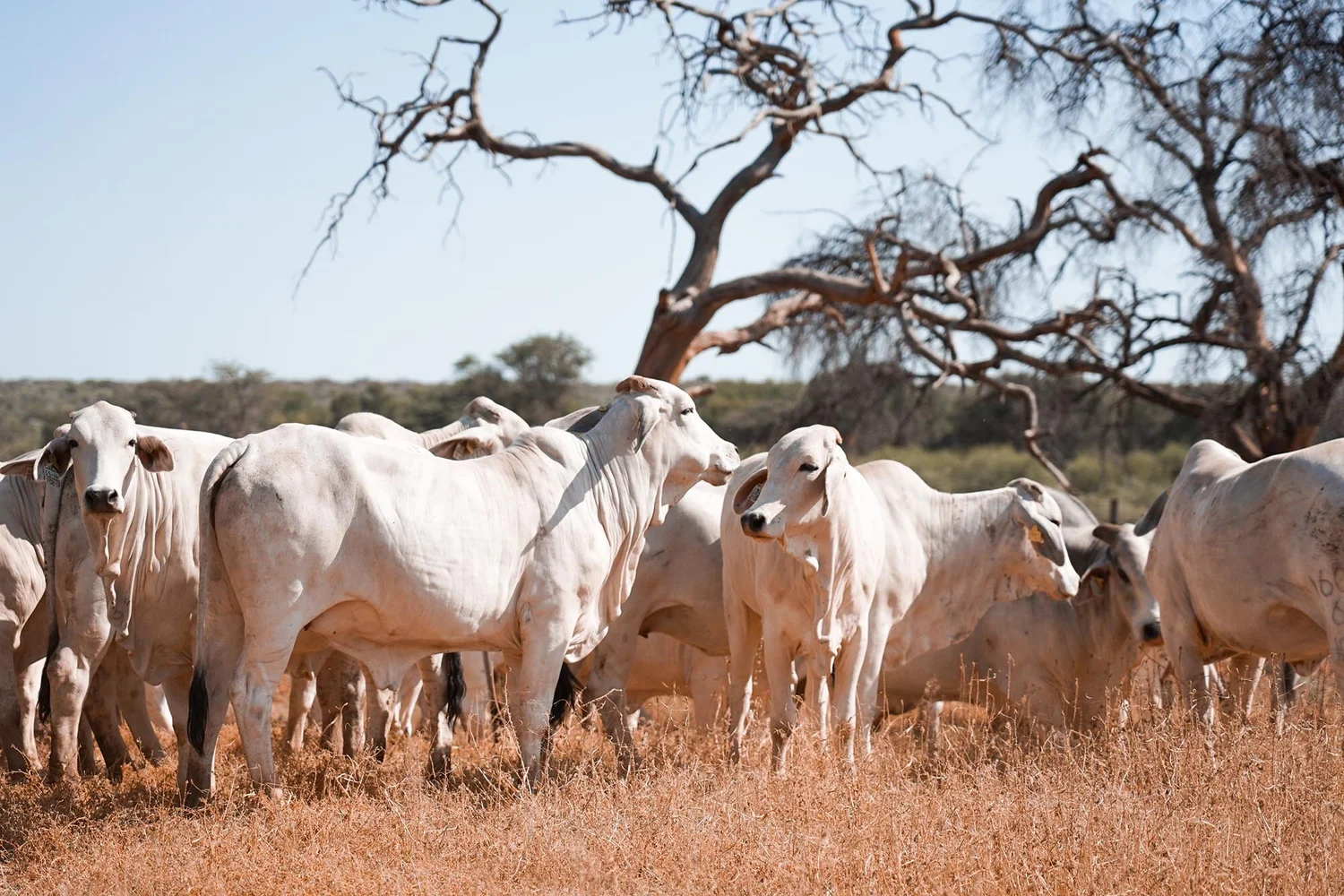Brahman Okasewa Ranch