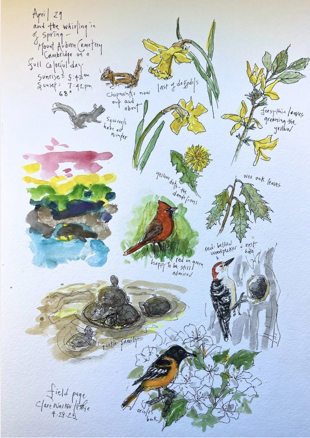 Clare Walker Leslie — Nature Journaling Week