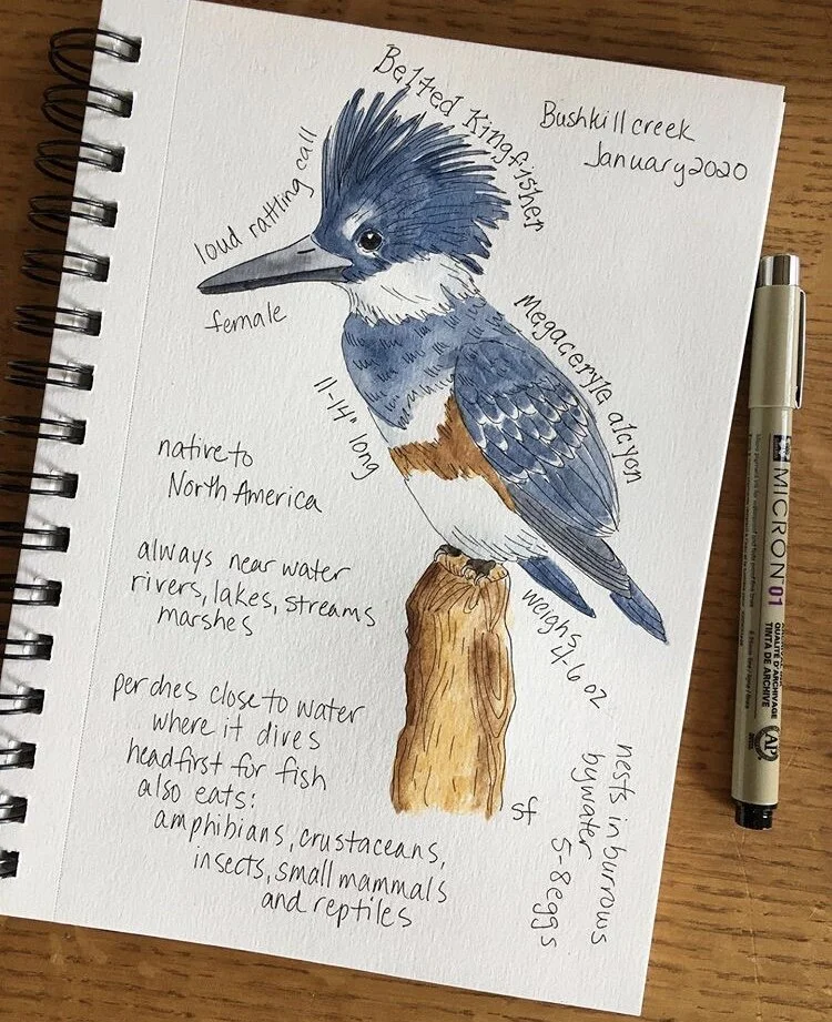 Field journals: Documenting the natural world