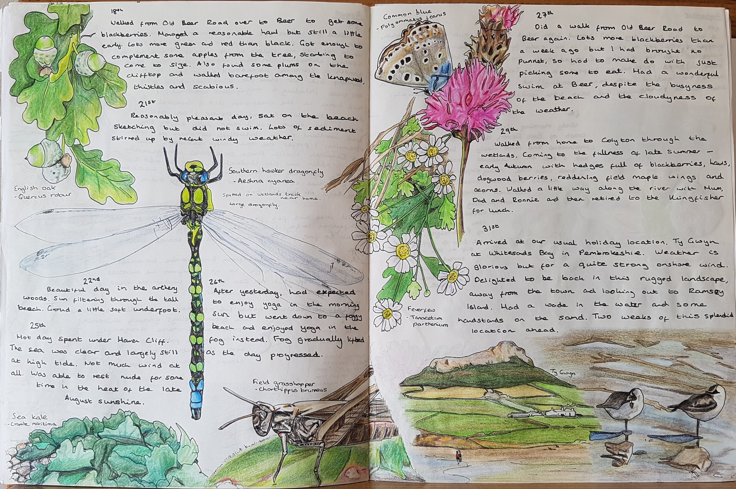 How to Keep a Nature Journal