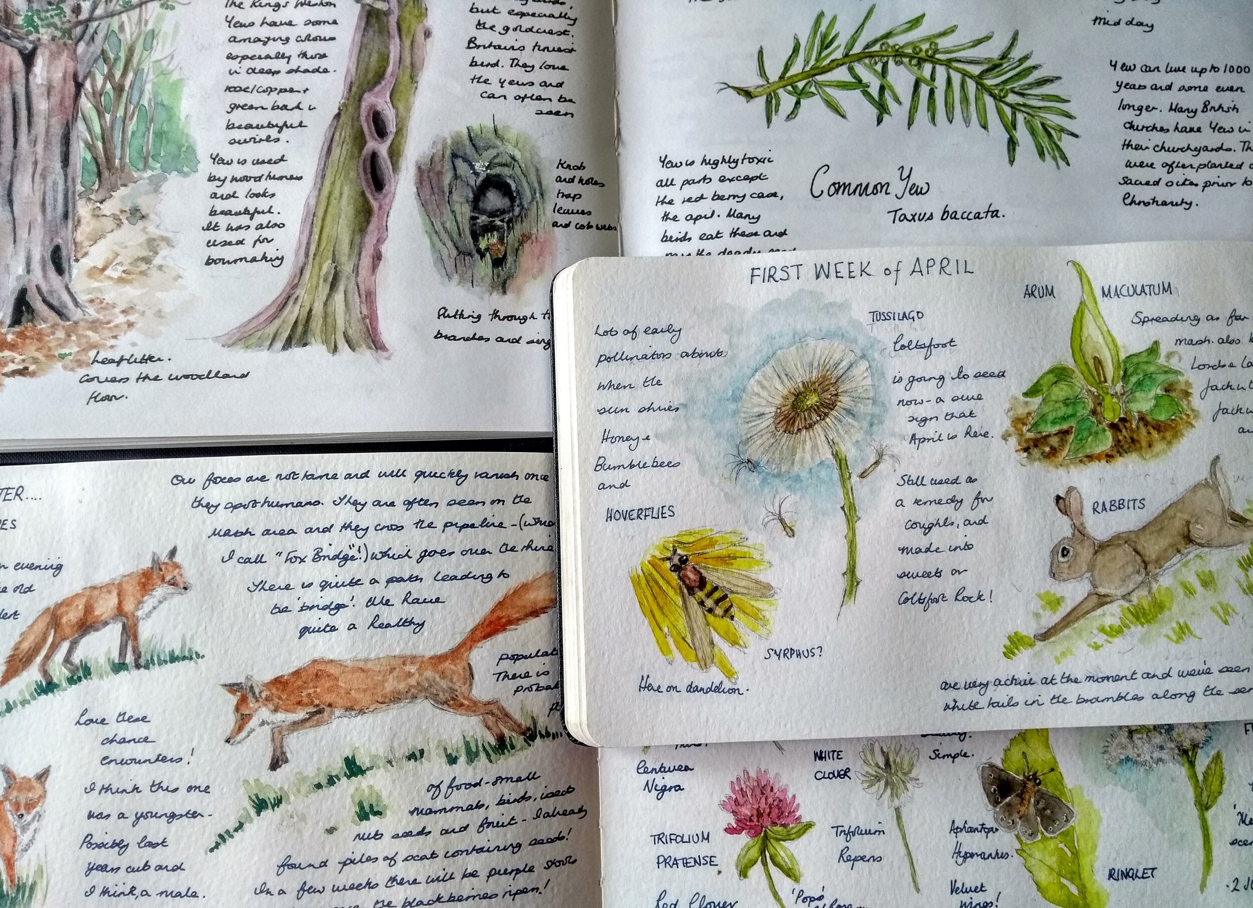A nature journal story — Nature Journaling Week
